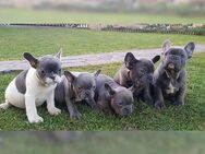 *Französische Bulldoggen Welpen mit Ahnentafel,Starterpaket* blue, blue tan, und lilac* - Hannover