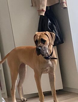 Doggen Mix abzugeben - Kellinghusen