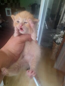 Katzen baby❤ - Gütersloh