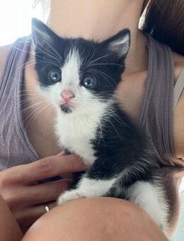 🖤 Babykater Luc sucht Abenteuer! 🐾 - Eislingen (Fils)