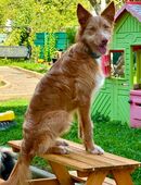 Junger Podenco sucht Zuhause in 52222
