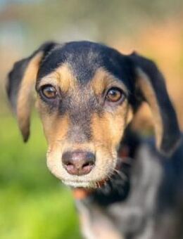 Kleine Candy sucht ein für immer Zuhause - Tornesch