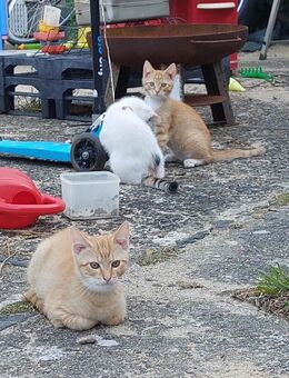 Eine Katze und drei Kater in liebevolle Hände abzugeben - Wittichenau