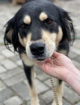 Luna - Liebe & sanfte Hündin - Berlin