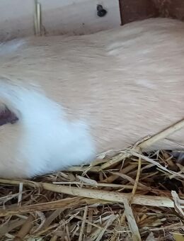 Junge Meerschweinchenweibchen abzugeben - Kirchlengern