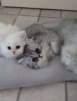 Perser Hauskatzen - Schäftlarn
