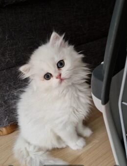 BKH und BLH Kitten Reinrassig mit Stammbaum - Wiesbaden Erbenheim