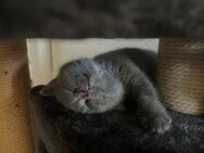 Bkh kitten ❤️ - Garbsen