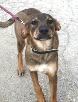 Maui ist bezaubernd und so liebenswert! - Karben