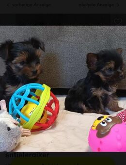 Yorkshire Terrier Welpen mini baby antialergika - Altomünster