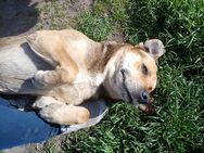Mischlings Hund sucht neues Zuhause - Magdeburg