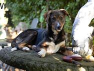 Hund, Welpe, Mischling | Nur noch 2 Welpen - Aichhalden