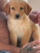 Golden Retriever Welpe rüde in 28195