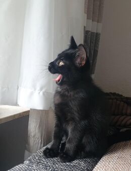 süße Katzenbaby abzugeben- 3 Monate alt - Altenbamberg