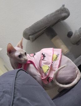 Sphynx Dame sucht liebevolles Zuhause 💔 - Berlin