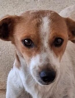 Heria, geb. ca. 08/2022, GRIECHENLAND - Euskirchen