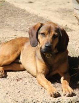 Tapferer Loki - Ellerbek