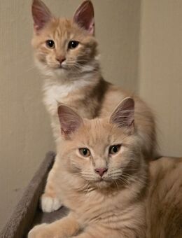 Reinrassige Maine Coon Kitten - Märkische Heide