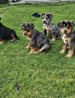 Old English Bulldog Bernersennen Mix - Struxdorf