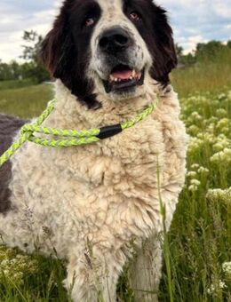 Afrodite wartet ewig auf ein Zuhause - Blankenheim (Nordrhein-Westfalen)