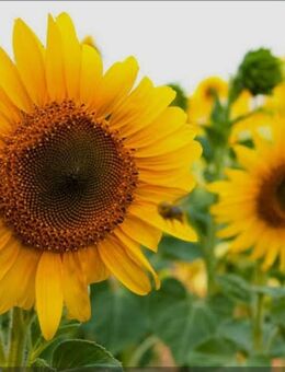 Haushaltshilfe-Alltagsbegleiterin-Koch - Solingen (Klingenstadt)