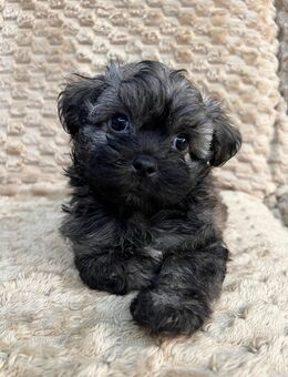 Bolonka Zwetna Rüde mit Ahnentafel, geboren am 26.10.2025 - Köthen (Anhalt)