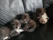 Kleine Katzen Baby s ab sofort abzugeben - Bergisch Gladbach