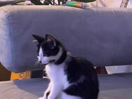Süßes Katzenbaby abzugeben – schwarz-weiß, stubenrein & verspielt (Raum Köln) - Köln