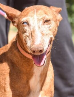 Luna Chip sucht liebevolles Zuhause - Laatzen