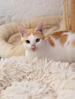 Rowdy sucht liebevolles Zuhause - Bergheim (Nordrhein-Westfalen)