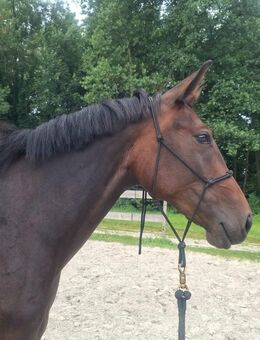 Traber mix Stute - Rhauderfehn