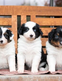 Australien Shepard Mix Welpen - Höchstadt (Aisch)