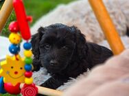 Mini Labradoodle Welpen