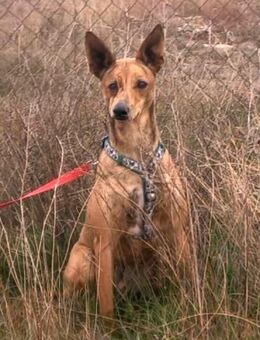 Liebevoller Silver sucht ein Zuhause - Berlin