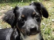 Süß und aufgeweckt - Minnie wartet in D - Mettmann