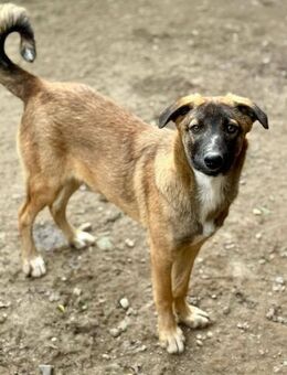 Bootsmann auf PS, freundlich,lebhaft - Bochum