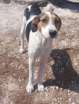 Verschmuste, offene, verträgl. JARCHA! - Geilenkirchen