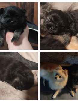 Pomeranian Welpen mit Zubehör - Burscheid