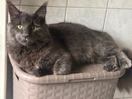 Maine coon Deckkater XXL - Essen