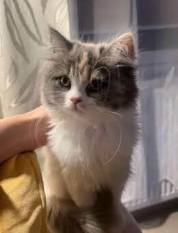 Verkaufe RagaMuffin Katze inkl. Zubehör - Duisburg