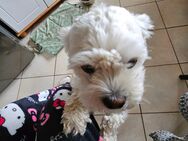 Malteser Mix - Steinfurt
