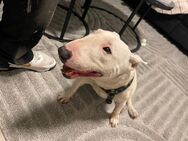 Mini Bull Terrier . - Duisburg