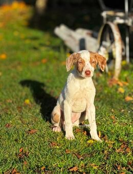Dalmatiner x Australien Shepherd Welpen in bunt - Perleberg