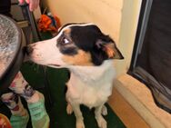Border Collie sucht - Zwickau