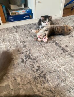 Bei Interesse 015731057876 - Ingolstadt