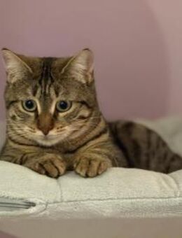 Mercy sucht ein liebevolles Zuhause - Bergheim (Nordrhein-Westfalen)