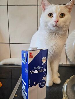 Wunderschöner Deckkater - Völklingen