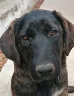 Haja, geb. ca. 12/2023, GRIECHENLAND - Markdorf