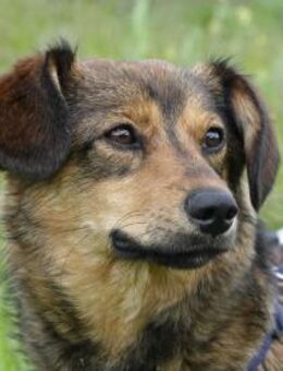 Charly sucht Menschen mit Herz - Kleinostheim