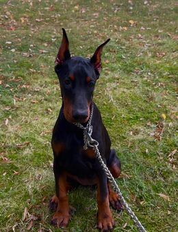 Dobermann Welpe - Dormagen